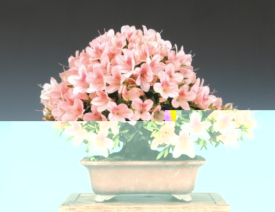 Azalee Festival -CRESPIBONSAI.jpg (157.48 KiB) Osservato 550 volte Azalee Festival -CRESPIBONSAI.jpg