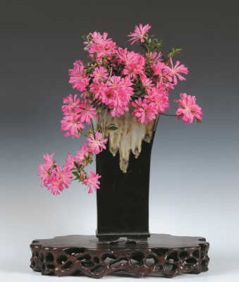 Azalee_Festival-CrespiBonsai.jpg (130.7 KiB) Osservato 550 volte Azalee_Festival-CrespiBonsai.jpg