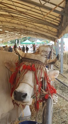 fiera bilancio 3.jpg (106 KiB) Osservato 596 volte fiera bilancio 3.jpg