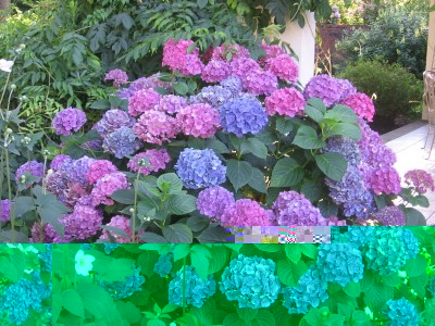 ortensia.jpg (212.4 KiB) Osservato 703 volte ortensia.jpg