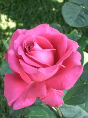 coniolo.jpg coniolo.jpg