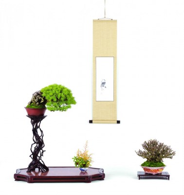 CRESPI BONSAI_shohin.jpg (60.92 KiB) Osservato 721 volte CRESPI BONSAI_shohin.jpg