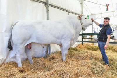 Toro C'è 1.jpg (121.14 KiB) Osservato 1531 volte Toro C'è 1.jpg