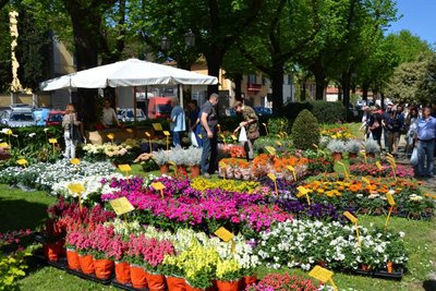 fiorinfiera 1.jpg (189.22 KiB) Osservato 526 volte fiorinfiera 1.jpg