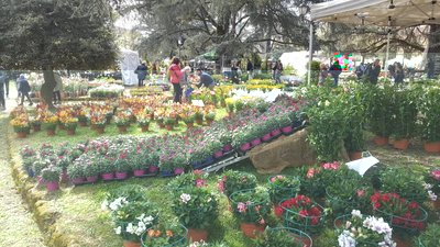 fiorinfiera2019 3.jpg (171.32 KiB) Osservato 486 volte fiorinfiera2019 3.jpg
