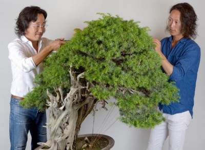 Shinji e Hiroaki Suzuki_CRESPI BONSAI.jpg (109.98 KiB) Osservato 523 volte Shinji e Hiroaki Suzuki_CRESPI BONSAI.jpg