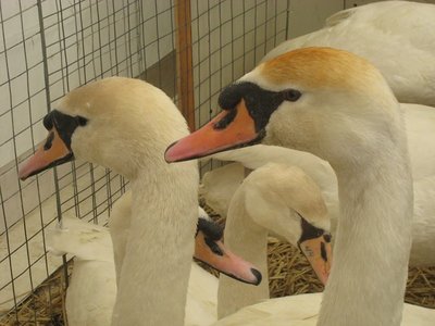 cigniIMG_8368.jpg (111.68 KiB) Osservato 899 volte cigniIMG_8368.jpg