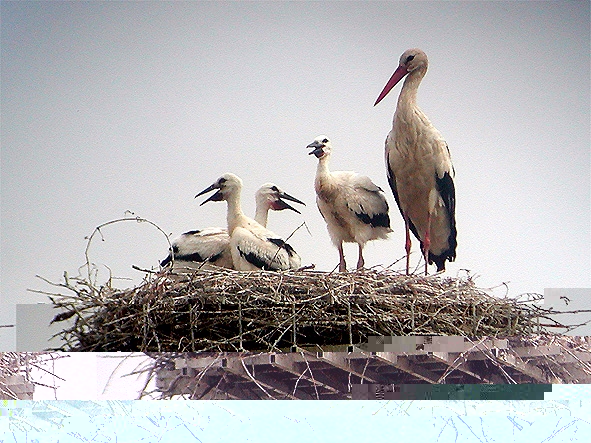 Cicogne Monsummano (femmina con pulcini) 01.JPG Cicogne Monsummano (femmina con pulcini) 01.JPG