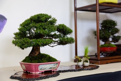 FESTIVAL SHOHIN_CRESPI BONSAI.jpg (190.17 KiB) Osservato 1059 volte FESTIVAL SHOHIN_CRESPI BONSAI.jpg