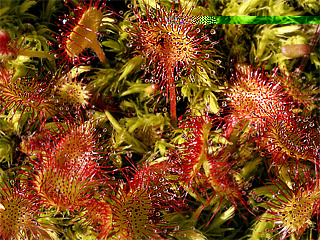 drosera rotundifolia varietà corsica / foto1.jpg foto1.jpg