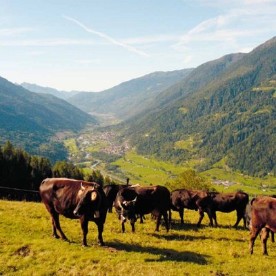 giovenche-2011b.jpg (131.59 KiB) Osservato 1125 volte giovenche-2011b.jpg