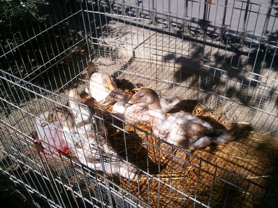 anatre streicher / streichercellFoto0125.jpg streichercellFoto0125.jpg