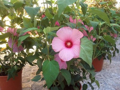 new ibisco dal fiore enorme / newibiscocellFoto0137.jpg newibiscocellFoto0137.jpg