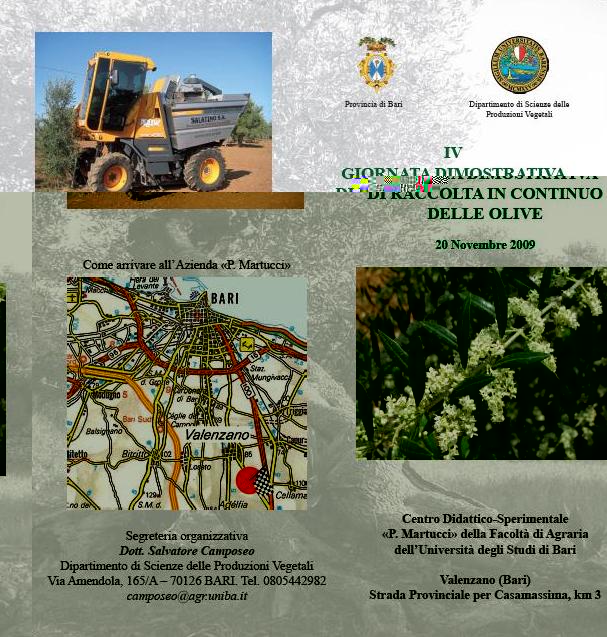 raccolta-olive.JPG raccolta-olive.JPG