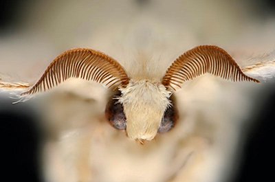 baco 1.jpg (89.44 KiB) Osservato 871 volte baco 1.jpg