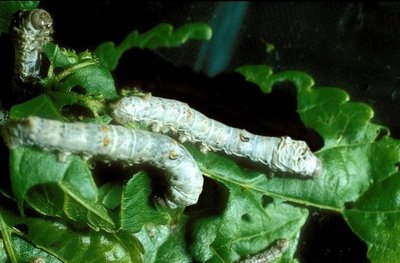 baco 3.jpg (157.49 KiB) Osservato 871 volte baco 3.jpg