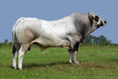 delpiero.JPG (168.5 KiB) Osservato 654 volte delpiero.JPG