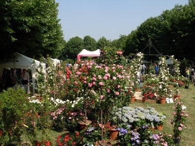 coniolo1.jpg (157.38 KiB) Osservato 544 volte coniolo1.jpg