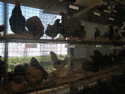 lager Bastia - IMG_6807.jpg (141.63 KiB) Osservato 696 volte lager Bastia - IMG_6807.jpg