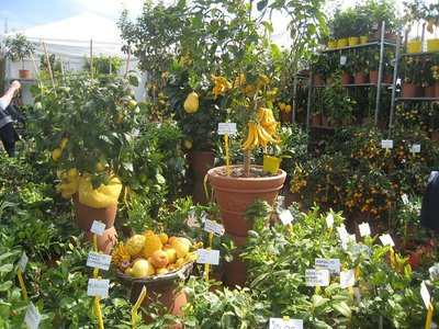 agrumi Bastia - IMG_6816.jpg (205.33 KiB) Osservato 696 volte agrumi Bastia - IMG_6816.jpg