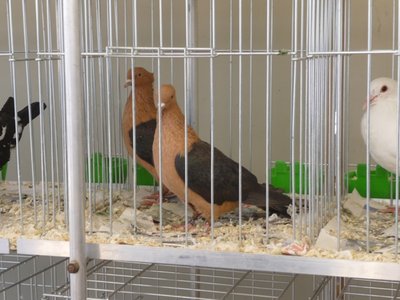 P1070336.JPG (203.62 KiB) Osservato 658 volte P1070336.JPG