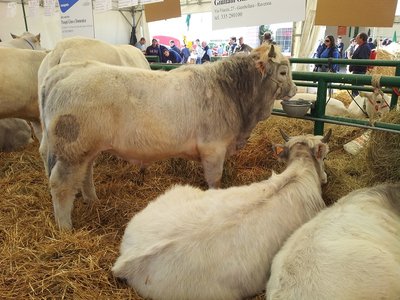 Romagnola3.jpg (242.74 KiB) Osservato 616 volte Romagnola3.jpg