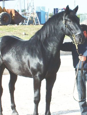 ASSO 588/2007 -Fam. Paterna A Nerone- (da Brennero e Rasta del Sig. Giovanni Capurso di Gioia del Colle (Ba) 3° classificato nella categoria “Giovani Stalloni” al 54° Mercato Concorso del Cavallo Murgese e dell'Asino di Martina Franca. - Foto Paola Di Noya - / 1.jpg 1.jpg