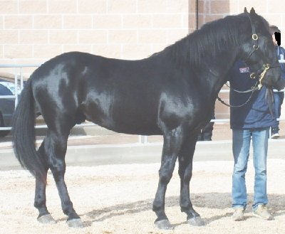 ASSO 588/2007 -Fam. Paterna A Nerone- (da Brennero e Rasta del Sig. Giovanni Capurso di Gioia del Colle (Ba) 3° classificato nella categoria “Giovani Stalloni” al 54° Mercato Concorso del Cavallo Murgese e dell'Asino di Martina Franca. - Foto Paola Di Noya - / 3.jpg 3.jpg