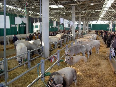 mostra piemontese1.JPG (275.93 KiB) Osservato 765 volte mostra piemontese1.JPG