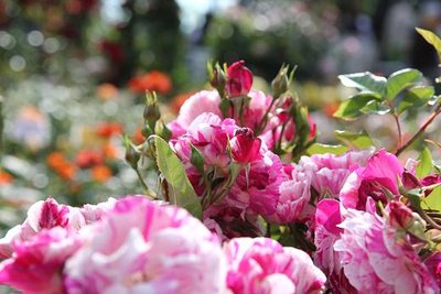 1.JPG (62 KiB) Osservato 588 volte 1.JPG