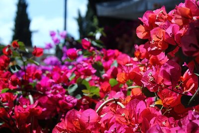 2.JPG (82.91 KiB) Osservato 588 volte 2.JPG