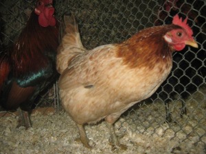 img_2775picc.jpg img_2775picc.jpg