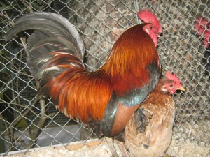 img_2776picc.jpg img_2776picc.jpg