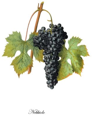 nebbiolo spanna_low.jpg (105.47 KiB) Osservato 494 volte nebbiolo spanna_low.jpg