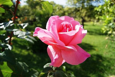 ROSA, 1.jpg (143.91 KiB) Osservato 761 volte ROSA, 1.jpg