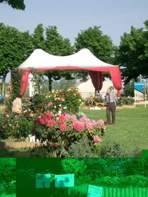 coniolo_fiori.JPG coniolo_fiori.JPG