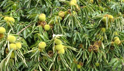 cast.jpg (288.79 KiB) Osservato 795 volte cast.jpg