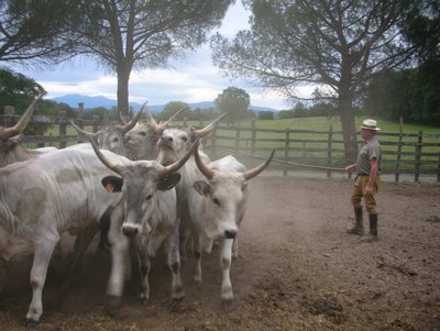 merca_paganico.jpg (150.92 KiB) Osservato 676 volte merca_paganico.jpg