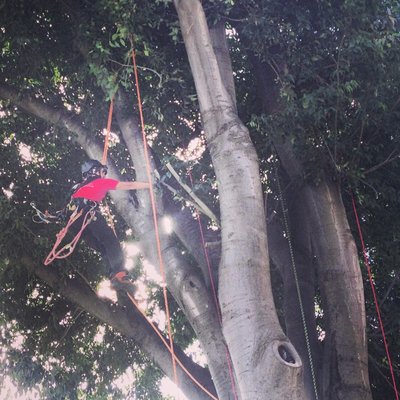 Potatura acrobatica ad Expo Rurale.JPG (672.66 KiB) Osservato 576 volte Potatura acrobatica ad Expo Rurale.JPG