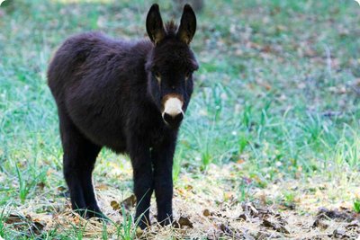 Asinobus1_jpg.jpg (117.26 KiB) Osservato 611 volte Asinobus1_jpg.jpg