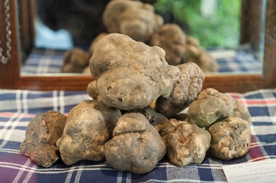 Immagine Tartufo 2012 064.jpg (280.65 KiB) Osservato 661 volte Immagine Tartufo 2012 064.jpg