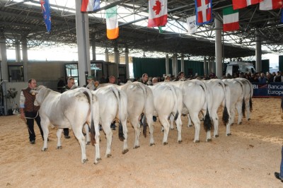 mostra.JPG (248.38 KiB) Osservato 857 volte mostra.JPG