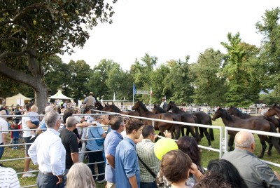 exporurale_visitatori08.jpg (271.49 KiB) Osservato 581 volte exporurale_visitatori08.jpg