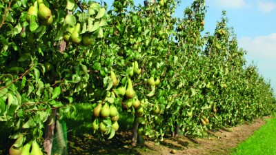 filare pere.jpg (294.64 KiB) Osservato 526 volte filare pere.jpg