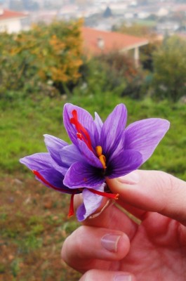 zaffe 001.jpg (499.42 KiB) Osservato 633 volte zaffe 001.jpg