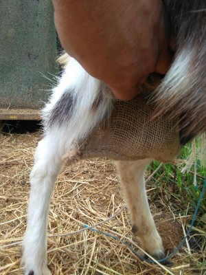 rps20160402_110948.jpg (97.46 KiB) Osservato 4966 volte rps20160402_110948.jpg