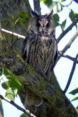 Gufo comune (foto Enrico Zarri).JPG (675.96 KiB) Osservato 1005 volte Gufo comune (foto Enrico Zarri).JPG