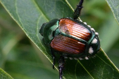 Popillia-japonica.jpg (71.55 KiB) Osservato 1956 volte Popillia-japonica.jpg