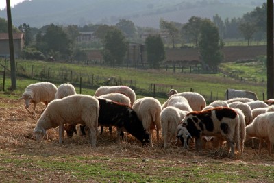 PecorinoDOC096.jpg (893.06 KiB) Osservato 776 volte PecorinoDOC096.jpg