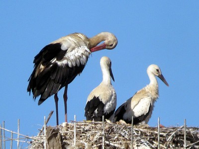 Cicogne Monsummano 01 (foto Enrico Zarri).jpg (207.28 KiB) Osservato 1031 volte Cicogne Monsummano 01 (foto Enrico Zarri).jpg